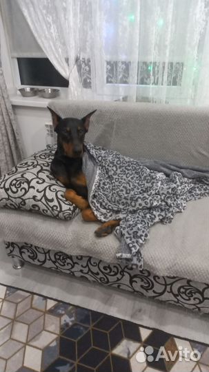 Доберман вязка