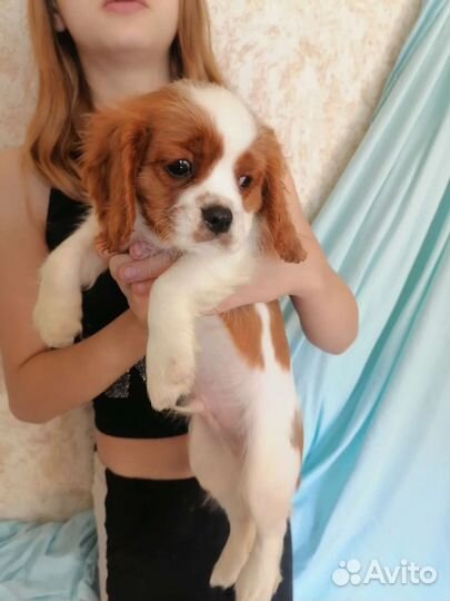 Кавалер Кинг чарльз спаниель