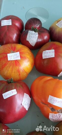 Семена помидор