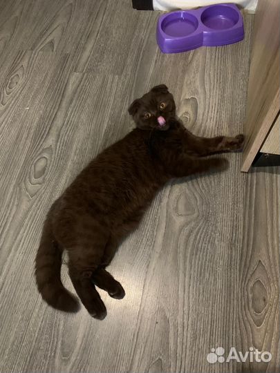 Шотландская вислоухая