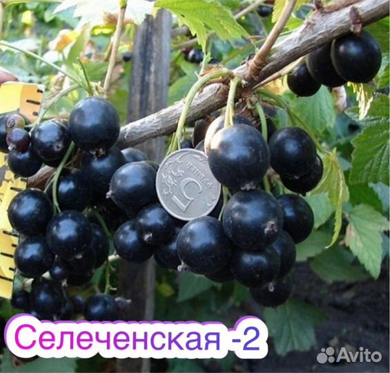 Смородина Селеченская -2