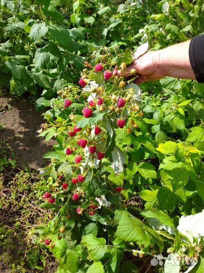 Саженцы малины
