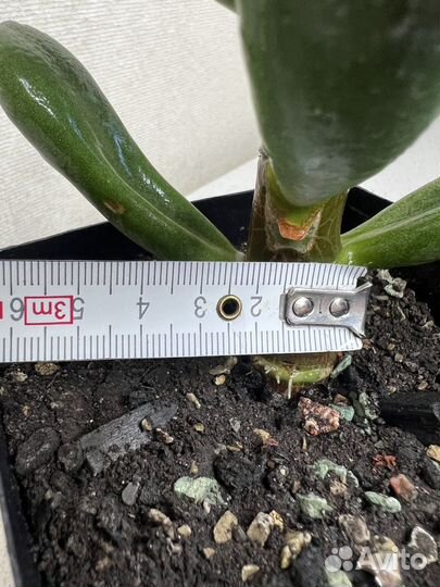 Крассула толстянка, Ред хорн, Овата, Сансет