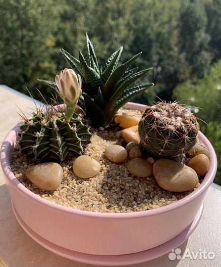 Композиция в розовом горшке, с цветущим кактусом