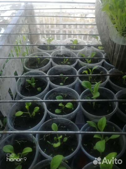 Петуния, бархатцы, гладиолусы