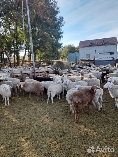 Овцы бараны ягнята