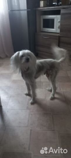 Найдена собака