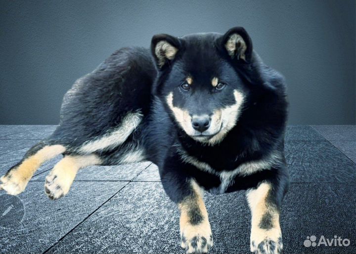 Сиба ину щенки