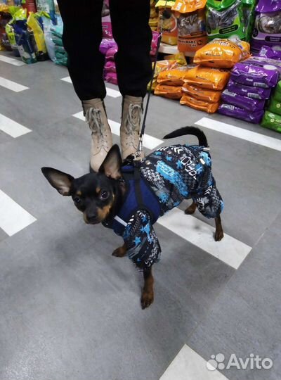 Животные вязка