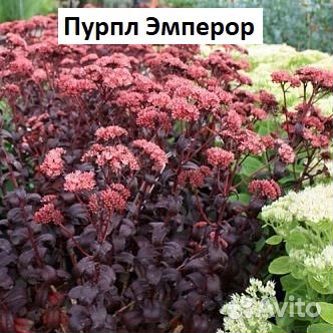 Очиток пурпурный