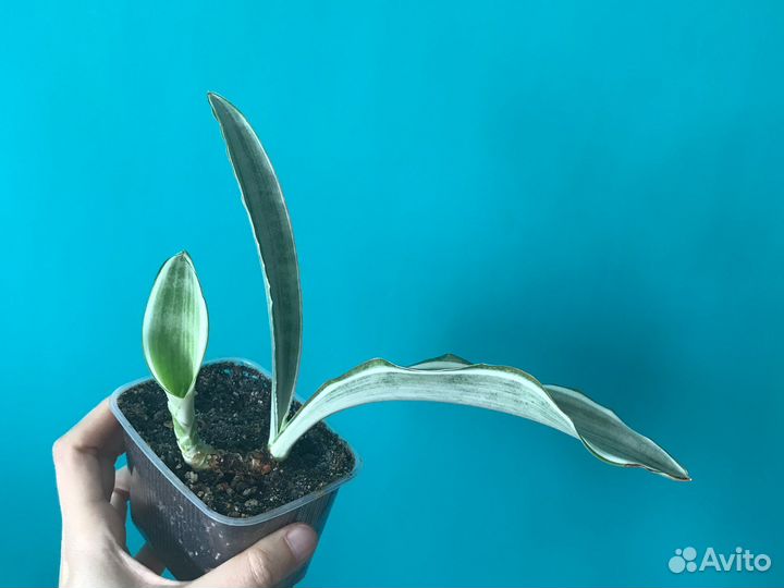 Сансевиерия (раз.сорта) и др.раст-ия (от 12.08.23)