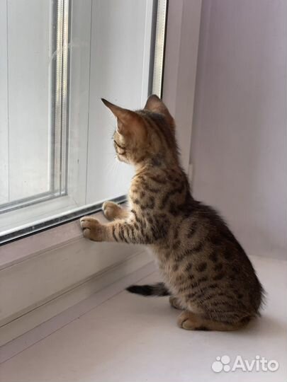 Котята чаузи f3