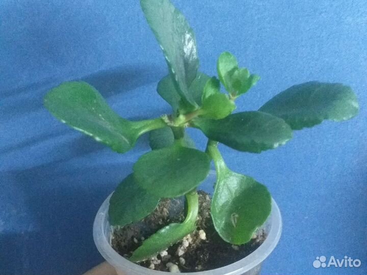 Черенки каланхоэ