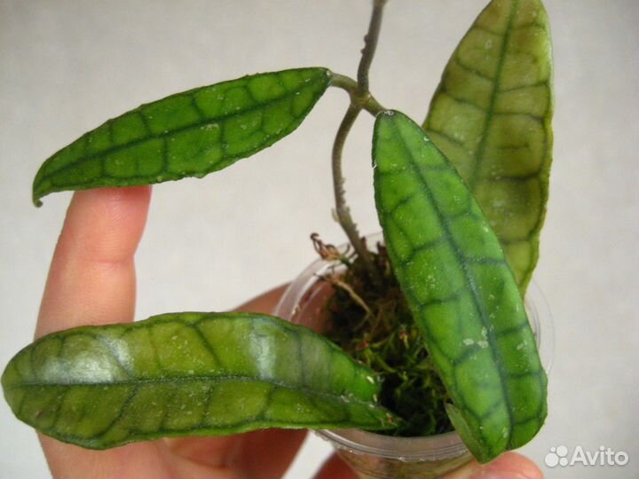 Неприхотливые растения для офиса и дома