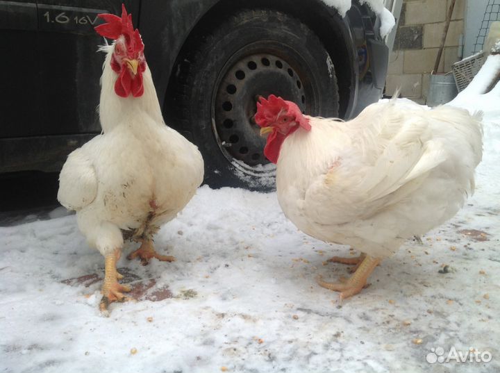 Цыплята мясного кросса (бройлер)