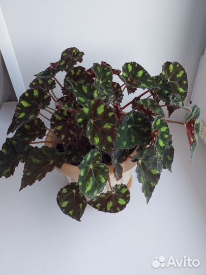 Комнатные цветы