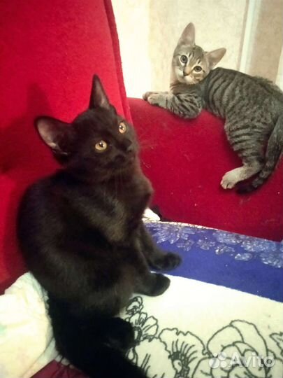 Красавица черная пантерка 3 мес