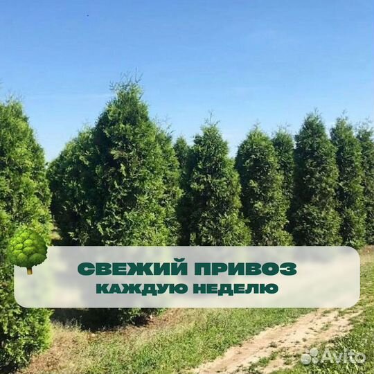 Туя смарагд 150 см