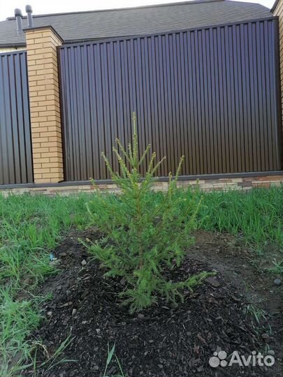 Саженцы хвойных растений