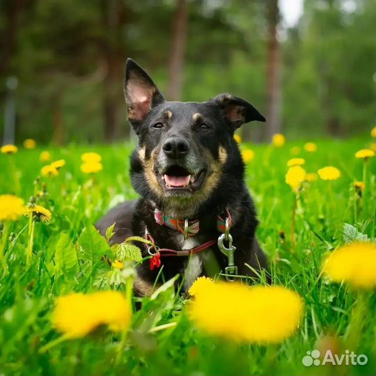 Рокки. Красивая душа с огромным сердцем