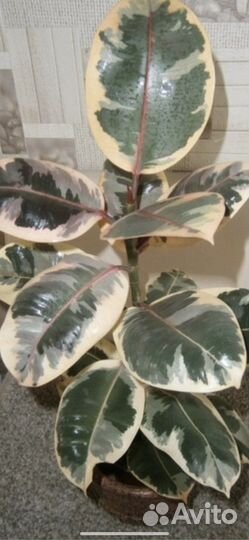 Фикус эластика тинеке