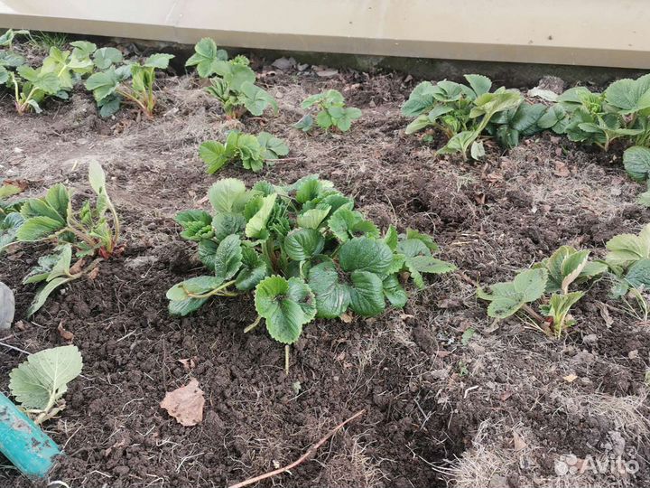 Рассада клубника усы