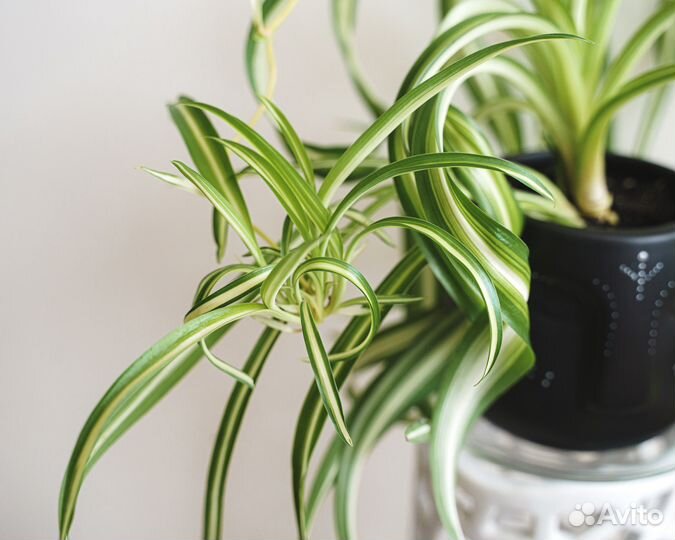 Хлорофитум Бонни в горшке