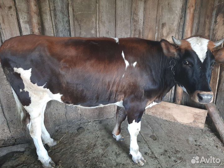 Тёлка стельная, дойные коровы