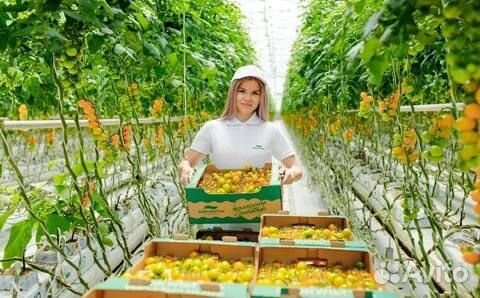 Овощеводы в теплицы Baxта