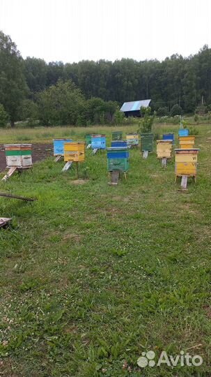 Продажа пчелосемьи