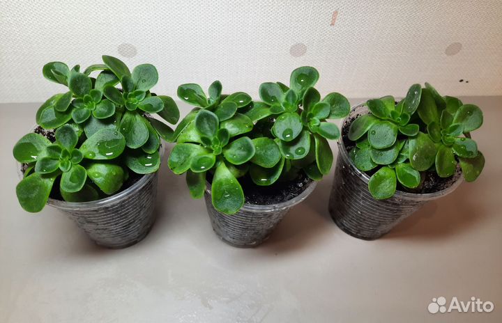 Аихризон, дерево любви и семейного счастья