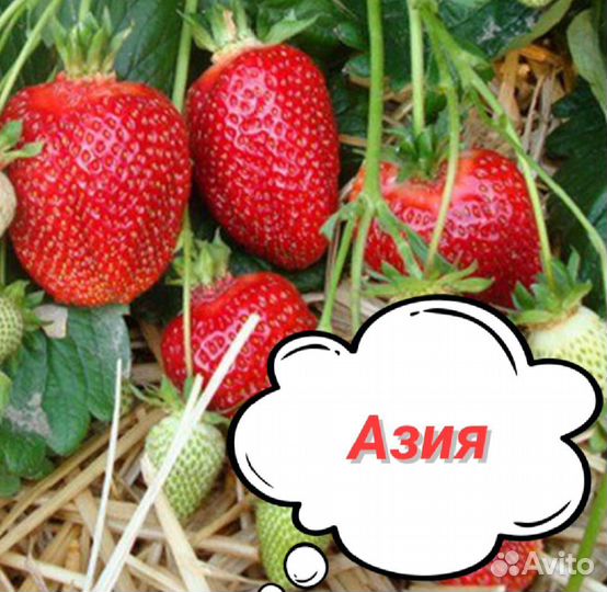 Саженцы клубники Купчиха, Азия