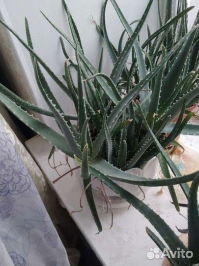 Алоэ и алоэ вера