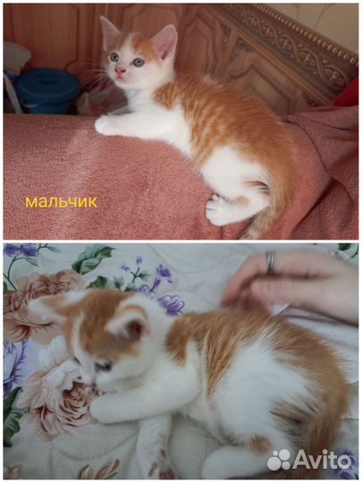 Котята в добрые руки даром