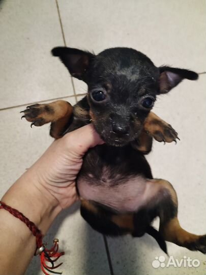 Щенки той-терьера