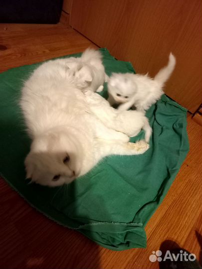 Шотландские котята