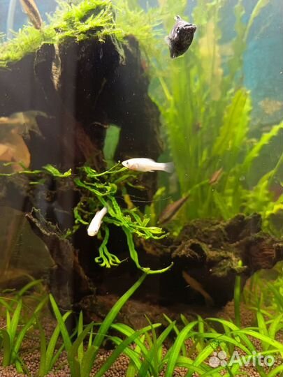 Мальки моллинезии