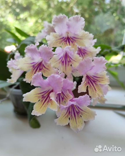 Стрептокарпус WOW Fifa Niobe лист