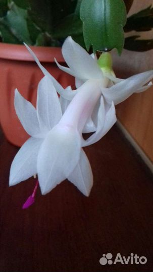 Комнатные цветы кампанула