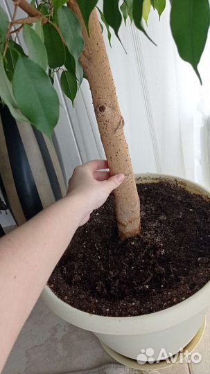 Фикус бенджамина большой