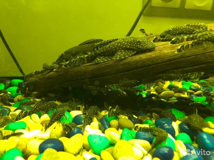 Сомики анциструсы