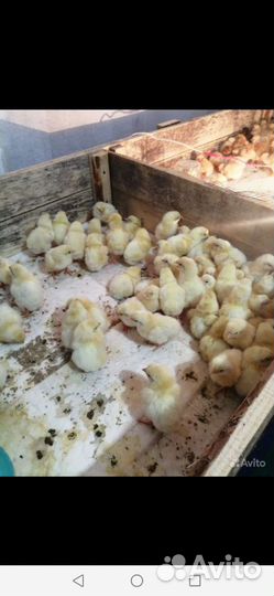 Цыпленок бройлера