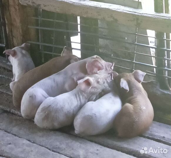 Поросята
