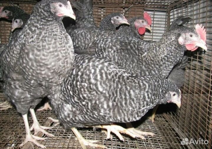 Продажа кур несушек