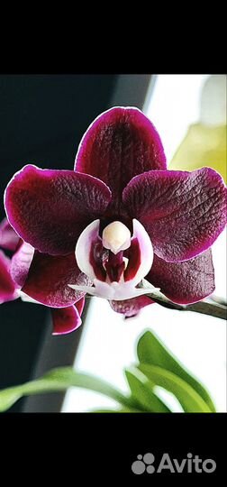 Орхидея Dpts. Black Princess