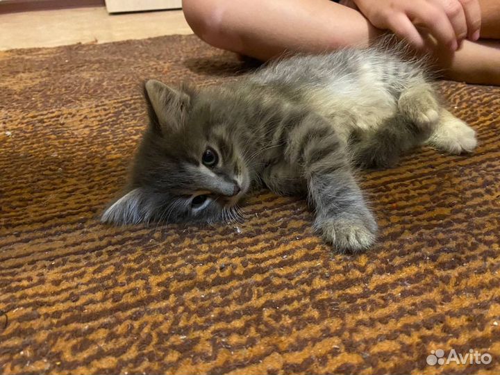 Отдам в добрые руки