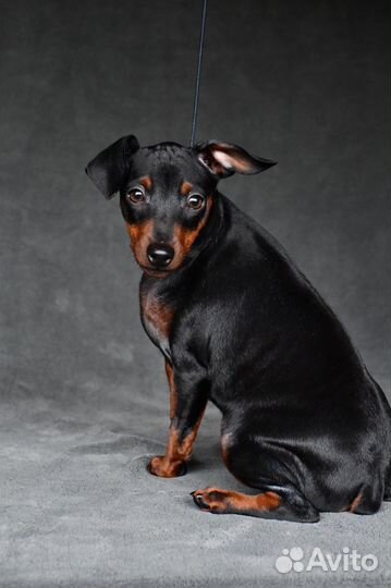 Черно-подпалая зажигалочка