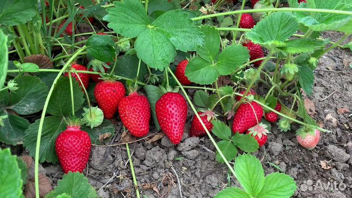 Рассада клубники Брилла
