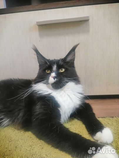 Котята мейн-кун