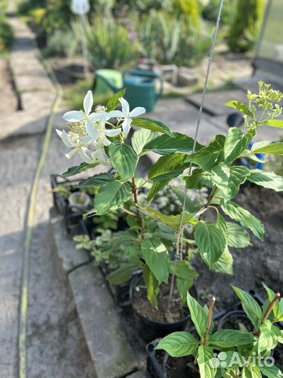 Гортензия грейт страр саженцы